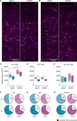 Muscarinic Acetylcholine Receptor Localization on Distinct Excitatory and Inhibitory Neurons Within the ACC and LPFC of the Rhesus Monkey